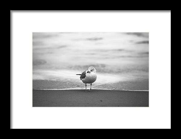 Seagull Framed Print featuring the photograph A Seabird by Lara Morrison