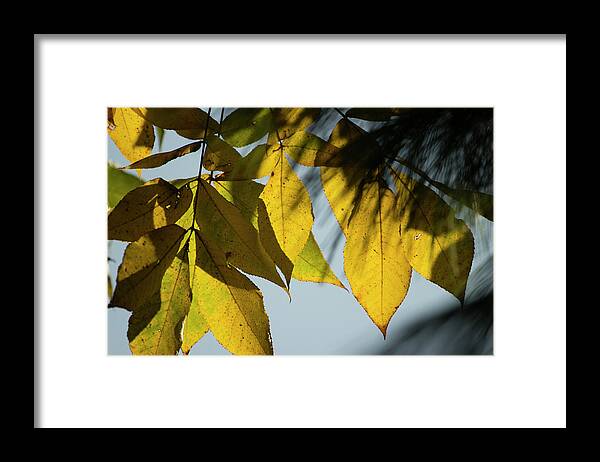 Fall Leaves Framed Print featuring the photograph A Season Of Change by Mike Eingle