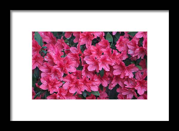 Azalea Framed Print featuring the photograph A Shade Of Pink by Cynthia Guinn