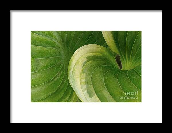 Leaf Framed Print featuring the photograph A Sigh by Marilyn Cornwell