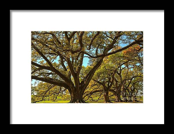 Oak Avenue Framed Print featuring the photograph A Sky Full Of Oaks by Adam Jewell
