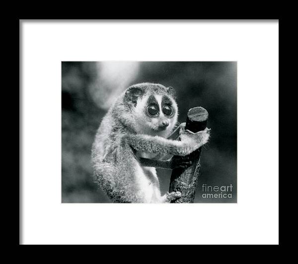 Loris Framed Print featuring the photograph A Slender Loris holding on to the end of a branch by Frederick William Bond
