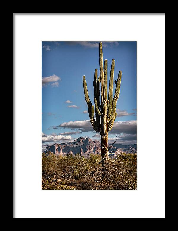 Saguaro Cactus Framed Print featuring the photograph A Southwest Winter Day by Saija Lehtonen
