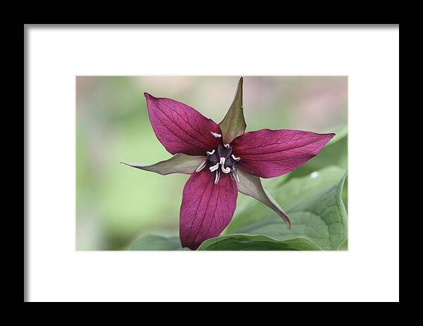 Trillium Framed Print featuring the photograph A spectacular finish by David Barker