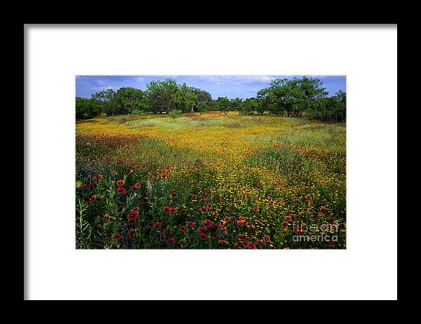 Wildflowers Framed Print featuring the photograph A stunning field color explosion of wildflowers yellow daisy and by Dan Herron