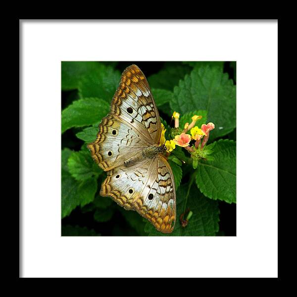 Butterflies Framed Print featuring the photograph A Subtle Beauty by Angela Davies