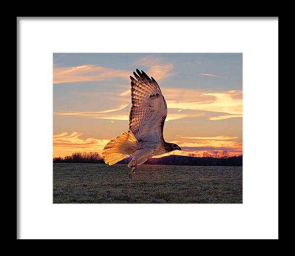  Red Tail Hawk Framed Print featuring the photograph A Sunset Flight by M Three Photos