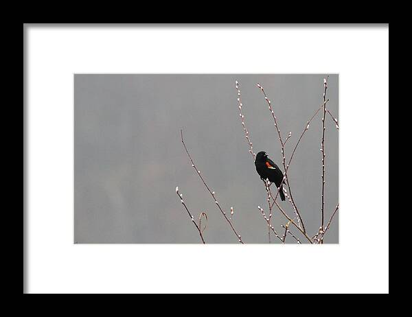 Spring Framed Print featuring the photograph A Sure Sign of Spring by Karol Livote
