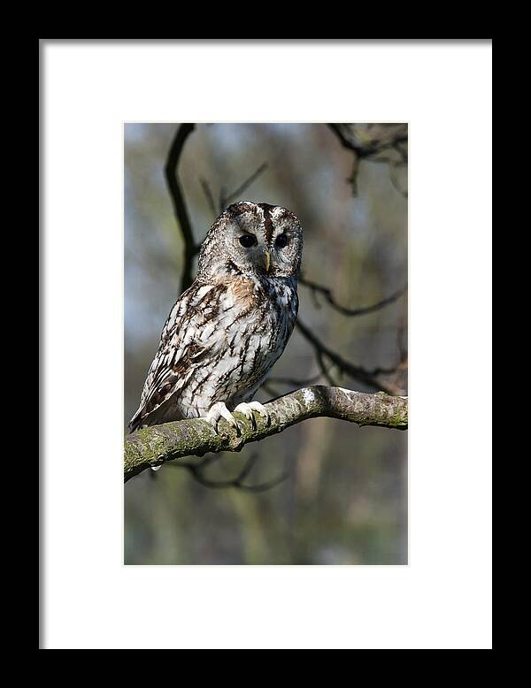 Tawny Owl Framed Print featuring the photograph A Tawny Owl by Andy Myatt