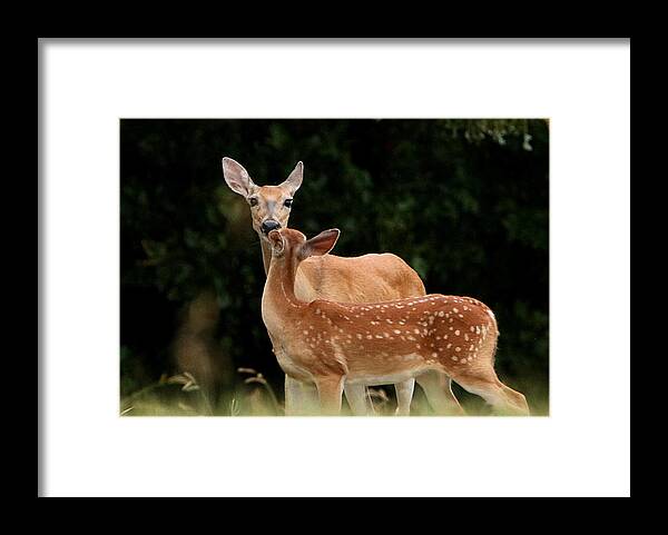 Nature Framed Print featuring the photograph A Tender Moment by Sheila Brown