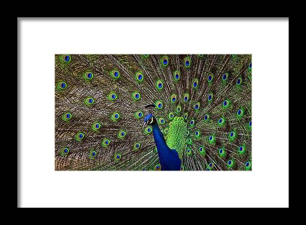 Peacocks Framed Print featuring the photograph A Thing Of Beauty by Elaine Malott