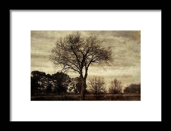 Tree Framed Print featuring the photograph A Tree Along the Roadside by David Yocum