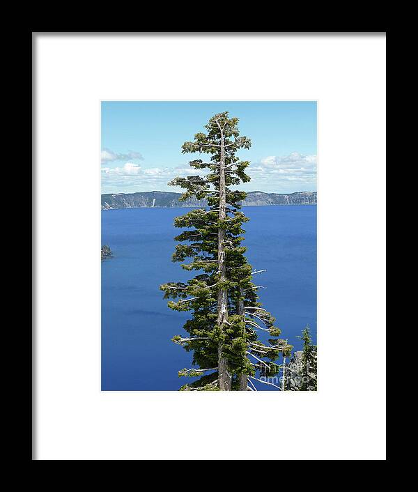 A Tree With A View Framed Print featuring the photograph A Tree With A View by Two Hivelys