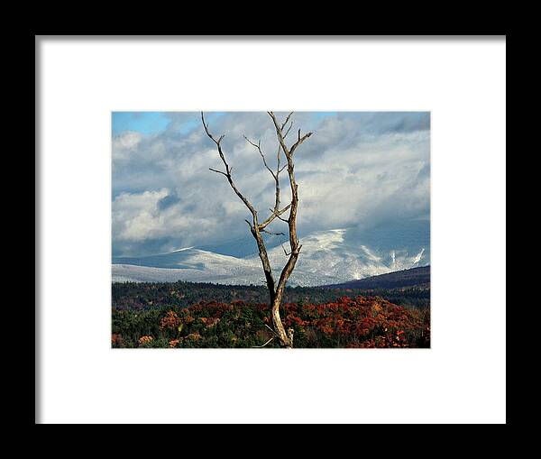 Autumn Framed Print featuring the photograph A Trees View by Nancy Griswold