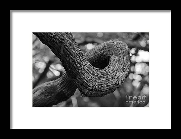 Nature Framed Print featuring the photograph A Twist of Fate by Virginia Levasseur