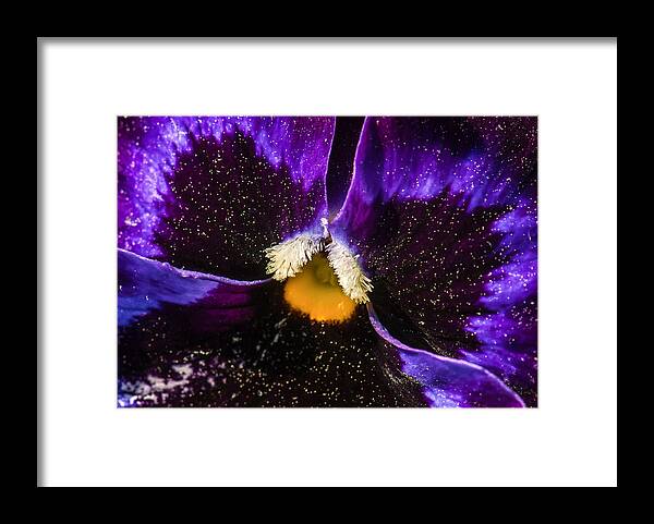 Pansy Framed Print featuring the photograph A Universe in a Pansy by Jim Moore