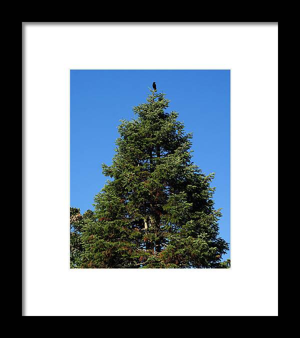 Bird Framed Print featuring the photograph A View from the Top of the World by Ben Upham III