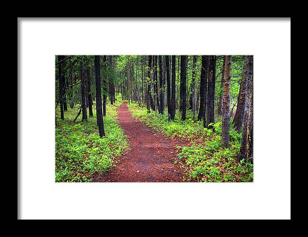 Forest Framed Print featuring the photograph A walk in the Forest by Bill Cubitt