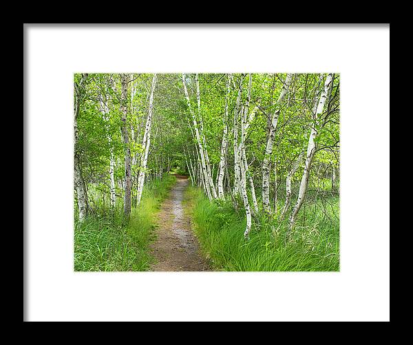Acadia National Park Framed Print featuring the photograph A Walk in the Woods by Holly Ross
