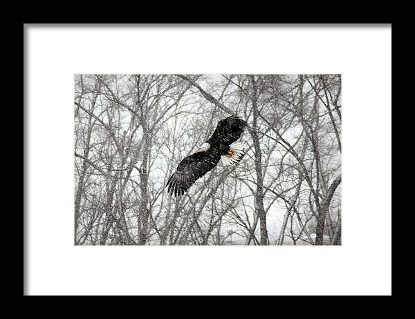 Eagle Framed Print featuring the photograph A Winter's Day by Viviana Nadowski