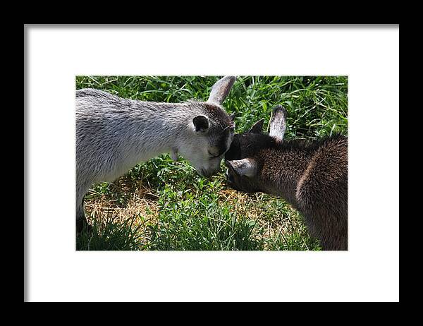 Humor Framed Print featuring the photograph A Wisdom of the Head? by Vadim Levin