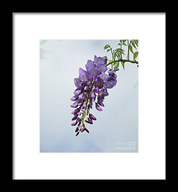 Vine Framed Print featuring the photograph A Wisp of Wisteria by Jan Gelders