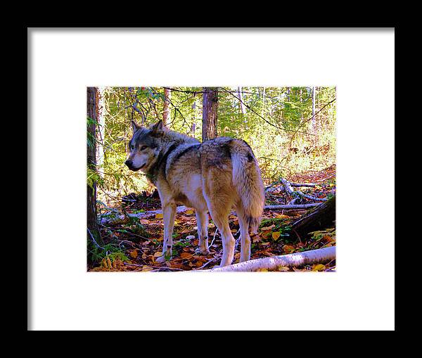 Wolf Framed Print featuring the photograph A wolf gazes back by Jeff Swan