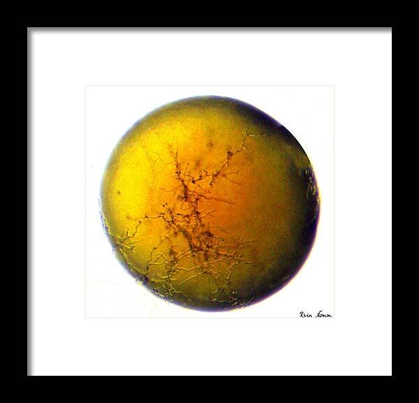 Micrograph Framed Print featuring the photograph A World All Its Own by Rein Nomm