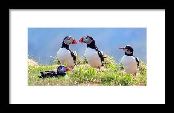 Puffin Framed Print featuring the photograph A World of Puffins by Betsy Knapp