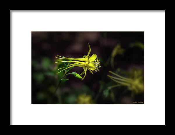 Flower Framed Print featuring the photograph A Yellow Columbine by Michael McKenney