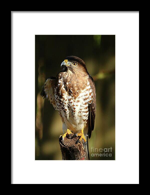 Portrait Framed Print featuring the photograph A Young Bird Of Prey by Christiane Schulze Art And Photography