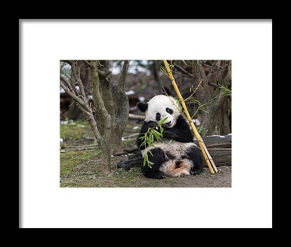 Ailuropoda Melanoleuca Framed Print featuring the photograph A young giant panda sitting and eating bamboo by Stefan Rotter