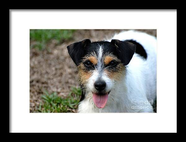 Jack Russell Terrier Framed Print featuring the photograph Abby by David Campione