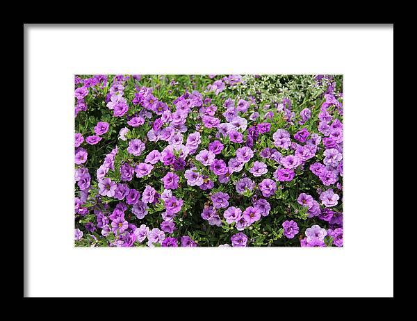 Flowers Framed Print featuring the photograph Ablaze with Purple Flowers - Petunias by Allen Nice-Webb