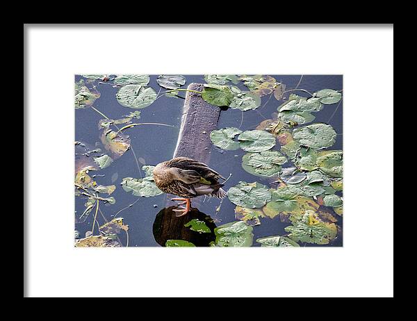 Ducks Framed Print featuring the photograph About Face by Ellen Koplow