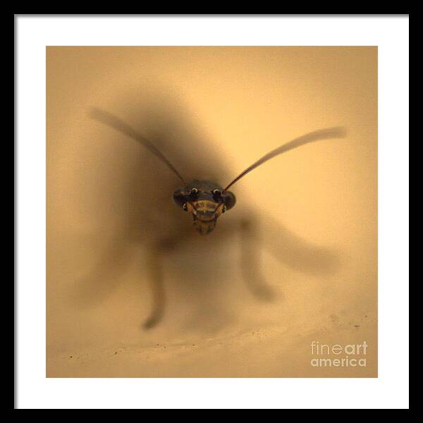 Bug Framed Print featuring the photograph Abstract Bug by Shawn Jeffries