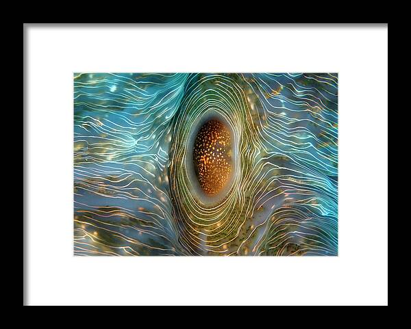 Abstract Framed Print featuring the photograph Abstract clam by Artesub