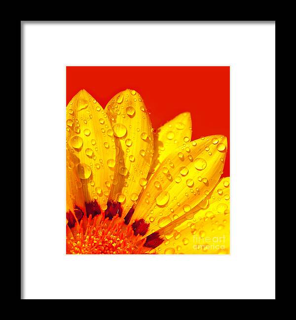 Abstract Framed Print featuring the photograph Abstract flower petals by Anna Om