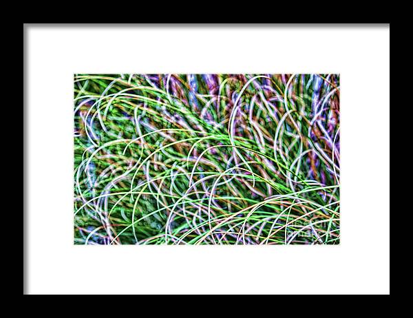 Pompous Grass Framed Print featuring the photograph Abstract Grass by Roberta Byram