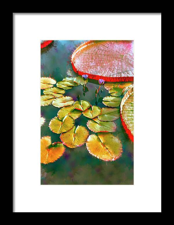 Lily Framed Print featuring the photograph Abstract Lily Pads by John Rivera