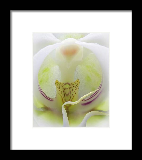 Flower Framed Print featuring the photograph Abstract Orchid by Patti Deters