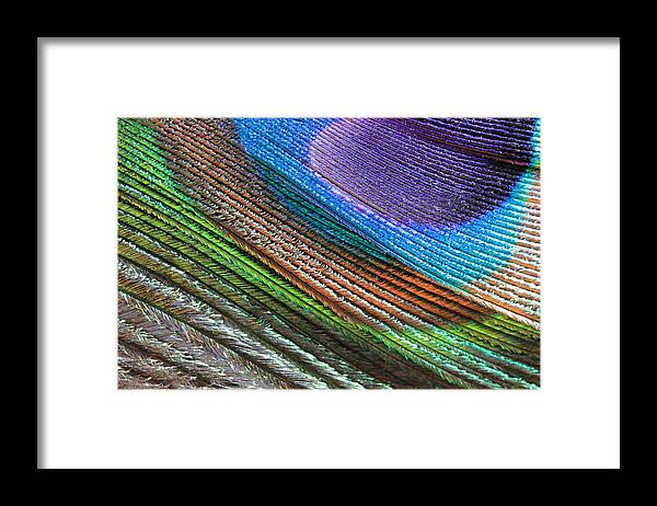 Peacock Feather Framed Print featuring the photograph Abstract Peacock Feather by Angela Murdock