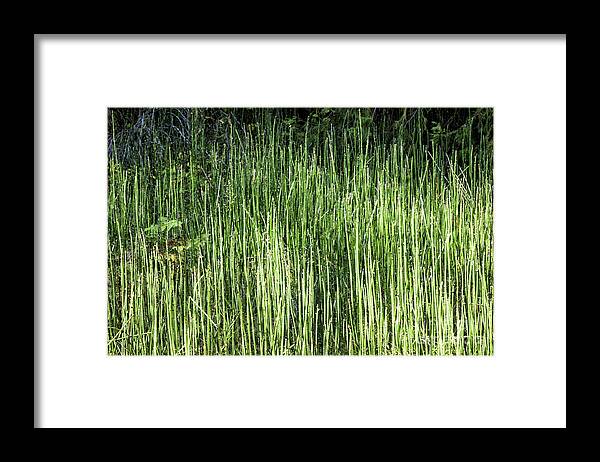  Sierras Framed Print featuring the photograph Abstract Reeds by Timothy Hacker