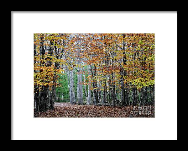 Path Framed Print featuring the photograph Autumn in Acadia National Park by Kevin Shields