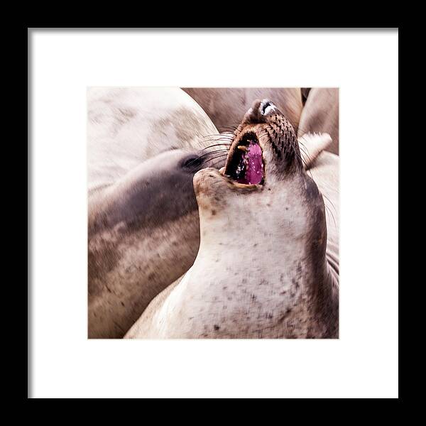 Animals Framed Print featuring the photograph Acappella by Stewart Helberg