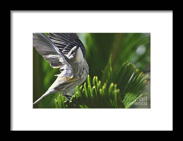 Meticulous Framed Print featuring the photograph Accomplishment by Debby Pueschel