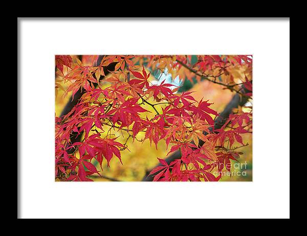 Acer Palmatum Elegans Framed Print featuring the photograph Autumn Fire by Tim Gainey