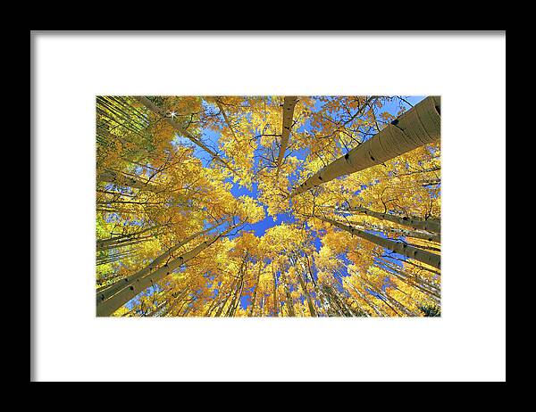 Aspen Trees Framed Print featuring the photograph Admiring Aspens - Colorado - Autumn by Jason Politte