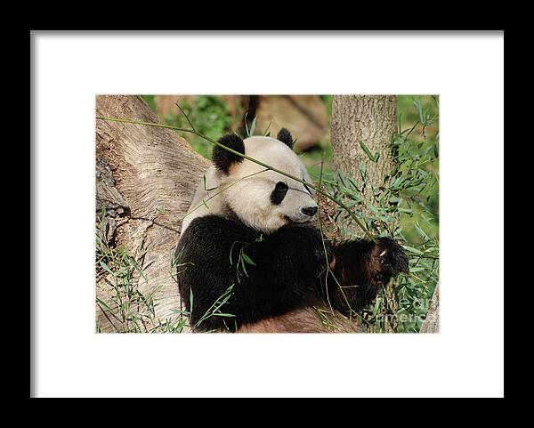 Panda Framed Print featuring the photograph Adorable Giant Panda Bear Eating Bamboo Shoots by DejaVu Designs