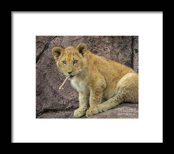 Adorable Lion Cub Framed Print featuring the photograph Adorable Lion Cub by Karen Jorstad